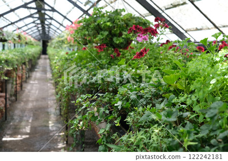 Ivy and geranium Plant in pot cultivated in greenhouse or glasshouse for spring sale at the local garden center. Ivy and geranium Plant in pot cultivated in greenhouse or glasshouse for spring sale at the local garden center. 122242181