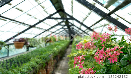 Ivy and geranium Plant in pot cultivated in greenhouse or glasshouse for spring sale at the local garden center. 122242182