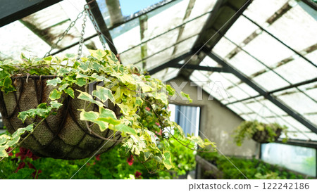 Ivy Plant in pot cultivated in greenhouse or glasshouse for spring sale at the local garden center. 122242186