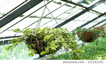 Ivy Plant in pot cultivated in greenhouse or glasshouse for spring sale at the local garden center. Ivy Plant in pot cultivated in greenhouse or glasshouse for spring sale at the local garden center. 122242191