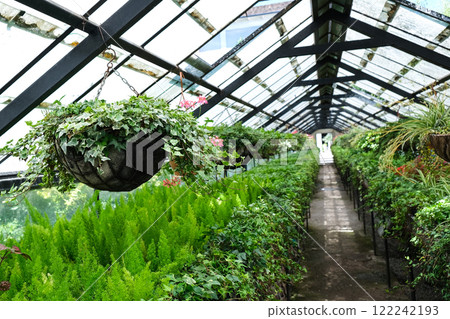 Ivy Plant in pot cultivated in greenhouse or glasshouse for spring sale at the local garden center. Ivy Plant in pot cultivated in greenhouse or glasshouse for spring sale at the local garden center. 122242193