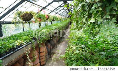 Ivy Plant in pot cultivated in greenhouse or glasshouse for spring sale at the local garden center. Ivy Plant in pot cultivated in greenhouse or glasshouse for spring sale at the local garden center. 122242196