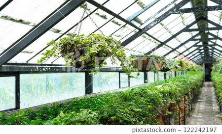 Ivy Plant in pot cultivated in greenhouse or glasshouse for spring sale at the local garden center. 122242197