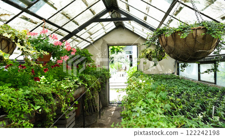 Ivy Plant in pot cultivated in greenhouse or glasshouse for spring sale at the local garden center. Ivy Plant in pot cultivated in greenhouse or glasshouse for spring sale at the local garden center. 122242198