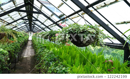 Ivy Plant in pot cultivated in greenhouse or glasshouse for spring sale at the local garden center. Banner 122242199