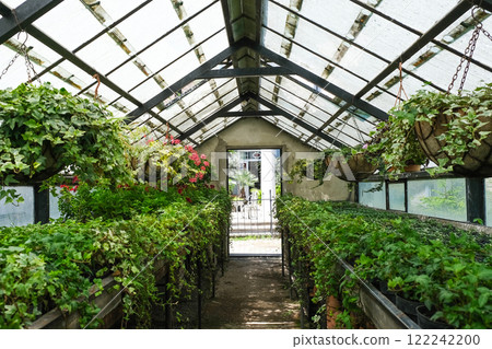 Ivy. Geranium Plant in pot cultivated in greenhouse or glasshouse for spring sale at the local garden center. 122242200
