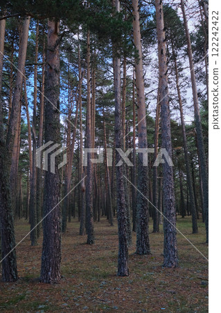 Beautiful tranquil forest with tall trees Beautiful tranquil forest with tall trees 122242422