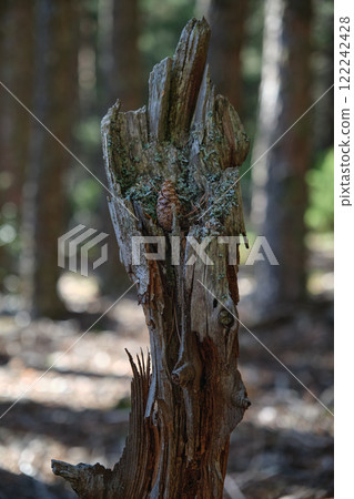 An old tall stump in the forest covered with moss 122242428