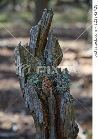 An old tall stump in the forest covered with moss 122242429
