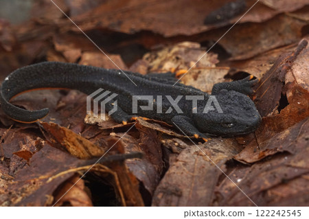 Closeup on a juvenile Mangshan Crocodile Newt, Tylototriton lizhengchangi in dried leaves 122242545