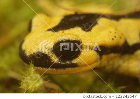 Closeup on a colorful yellow male Spanish Iberian fire salamander, Salamandra bernardezi from Tendi Valley, Costa Verde sitting on the forest floor 122242547