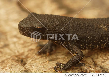 Closeup on a juvenile Southern crested newt, Triturus karelinii posing on wood 122242548
