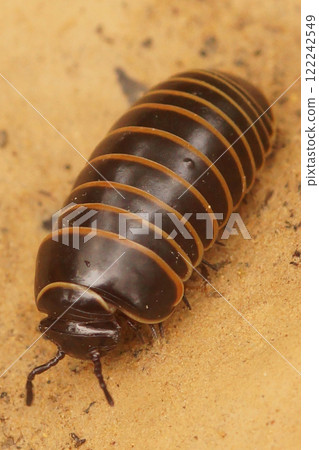 Closeup on a colorful Mediterranean milliped species, Glomeris marginata resembling a woodlouse 122242549