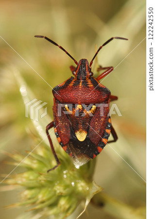 Closeup on a colorful shieldbug, Codophila varia sitting on the ground in Gard, France Closeup on a colorful shieldbug, Codophila varia sitting on the ground in Gard, France 122242550