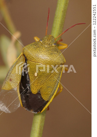 Closeup on the European gorse shield bug, Piezodorus lituratus on a green twig Closeup on the European gorse shield bug, Piezodorus lituratus on a green twig 122242551