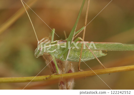 Tylopsis lilifolia 122242552