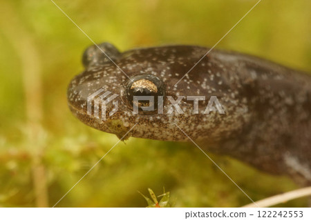 Closeup on ajuvenile of the endangered Tokyo salamander, Hynobius tokyoensis, juvenile on green moss 122242553