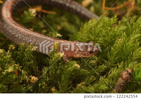 Closeup on the North-American lungless Red-backed Salamander, Plethodon cinereus on green moss 122242554