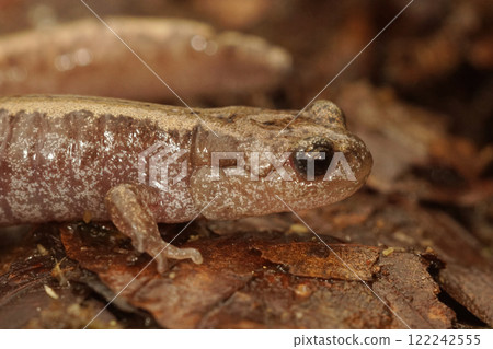 Closeup on a juvenile Siberian salamander, Salamandrella keyserlingii Closeup on a juvenile Siberian salamander, Salamandrella keyserlingii 122242555
