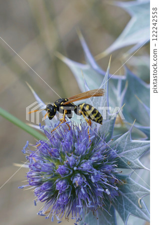 Closeup on a French paperwasp, Polistes dominulus on a blue Eryngium maritimum flower 122242558