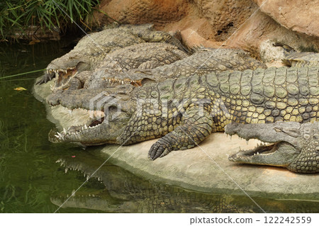 Closeup on large freshwater Nile crocodile, Crocodylus niloticus basking in the sun 122242559