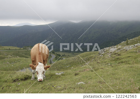 Closeup on a typical Austrian alpine landscape of cattle , cow on a hillside grassland 122242563
