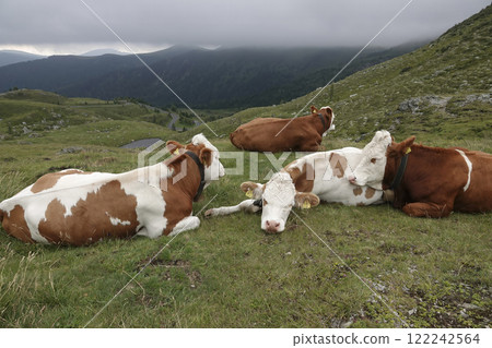 Closeup on a typical Austrian alpine landscape of cattle , cow on a hillside grassland 122242564