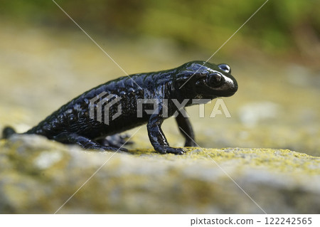Closeup on the charcoal black Alpine salamander, Salamandra atra in the Austrian Carinthian Alps 122242565