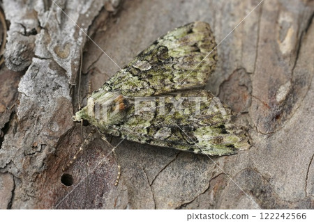 Closeup on a Green Arches owlet moth, Anaplectoides prasina, sitting on wood 122242566