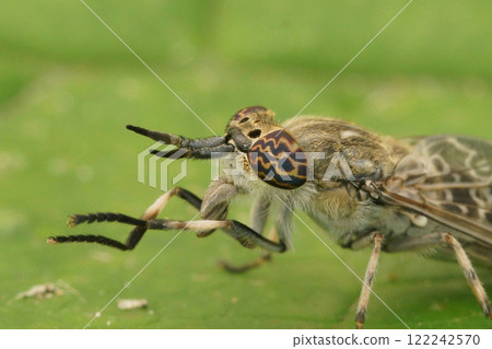 Macro Shot of the Compound Eyes of a common horse or notch-horned cleg fly, Haematopota pluvialis 122242570
