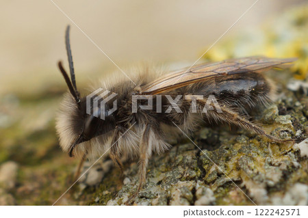 Closeup on a male grey hairy Nycthemeral mining bee, Andrena nycthemera on a lichen covered piece of wood 122242571