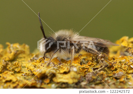 Closeup on a male grey hairy Nycthemeral mining bee, Andrena nycthemera on a lichen covered piece of wood 122242572