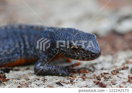 Closeup on a juvenile male European alpine newt, Ichthyosaura alpestris on wood 122242573