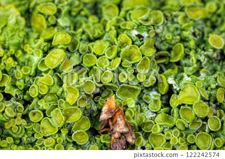 Closeup on an aggregation of green foliose common orange, yellow scale or maritime sunburst lichen, Xanthoria parietina 122242574