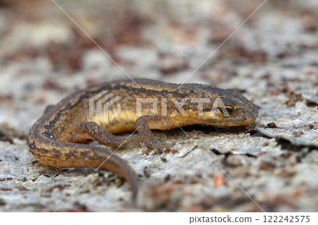 Closeup on a juvenile smooth newt, Lissotirton vulgaris on wood 122242575