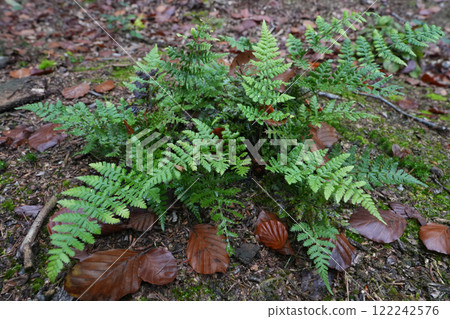 A hybrid fern Dryopteris carthusiana - Dryopteris dilatata growing in the forest A hybrid fern Dryopteris carthusiana - Dryopteris dilatata growing in the forest 122242576