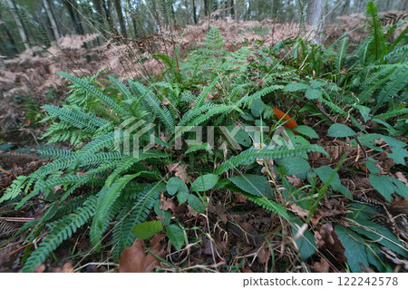 Closeup on a European  evergreen Hard fern, Blechnum spicant 122242578