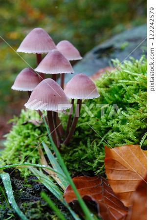 Vertical closeup on a group of Bleeding fairy helmet Pink Mushrooms Mycena haematopus, on Moss in Forest 122242579