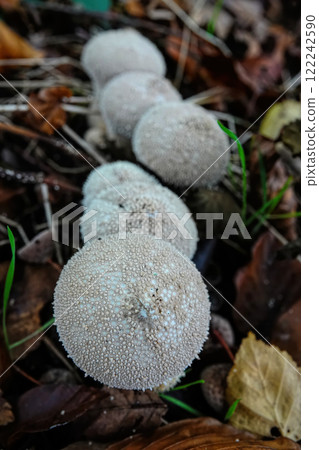 Vertical closeup on a group of common puffball, warted, gem-studded puffball or devil's snuff-box, Lycoperdon perlatum 122242590