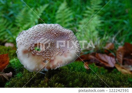 Closeup on an emerging Blusher mushroom, Amanita rubescens 122242591