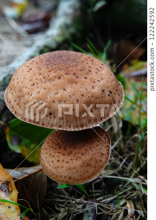 Vertical closeup on two brown edible honey mushroom Armillaria ostoyae Brown Mushrooms in Forest Setting 122242592