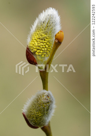 Closeup on the yellow Goat willow, Salix caprea catkin in the early spring 122242593