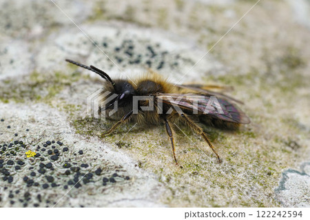 Closeup on a male Large Sallow Mining Bee, Andrena apicata sitting on the trunk of a tree Closeup on a male Large Sallow Mining Bee, Andrena apicata sitting on the trunk of a tree 122242594