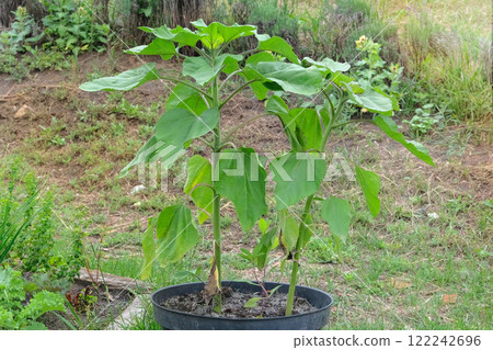 Container gardening. Sunflower bush is growing in pot in rustic garden. Green seedling in countryside. Growing vegetables in cottage garden. Container gardening. Sunflower bush is growing in pot in rustic garden. Green seedling in countryside. Growing vegetables in cottage garden. 122242696