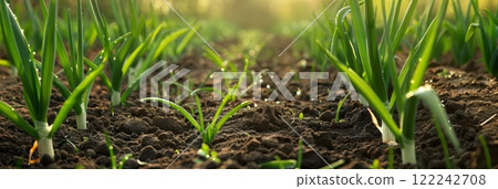 Thick, lush rows of green onions flourish on the plantation, their vibrant green shoots standing tall and promising a flavorful addition to culinary creations, banner 122242708