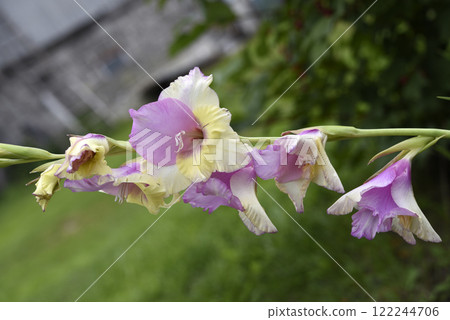 Beautiful red and yellow flowers in the garden in summer. Gladiolus communis. 122244706
