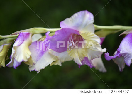 Beautiful red and yellow flowers in the garden in summer. Gladiolus communis. 122244707