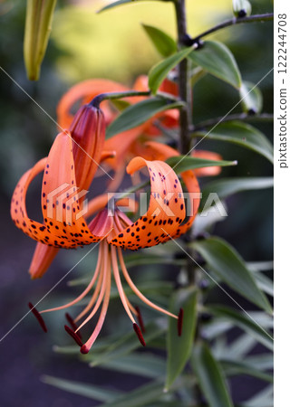 Beautiful orange flowers in the garden in summer. Gladiolus communis. 122244708
