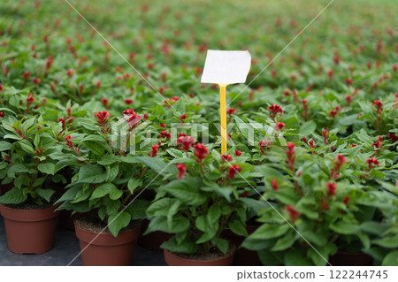 Red flowers with green foliage and yellow marker Red flowers with green foliage and yellow marker 122244745