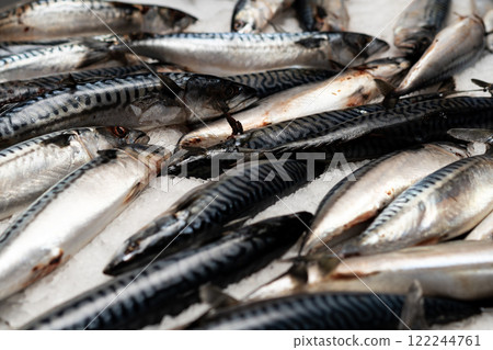 Closeup of fresh mackerel fish displayed on ice Closeup of fresh mackerel fish displayed on ice 122244761
